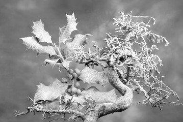 bonsai in winter