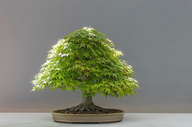 Are Bonsai Trees Hard to Grow?