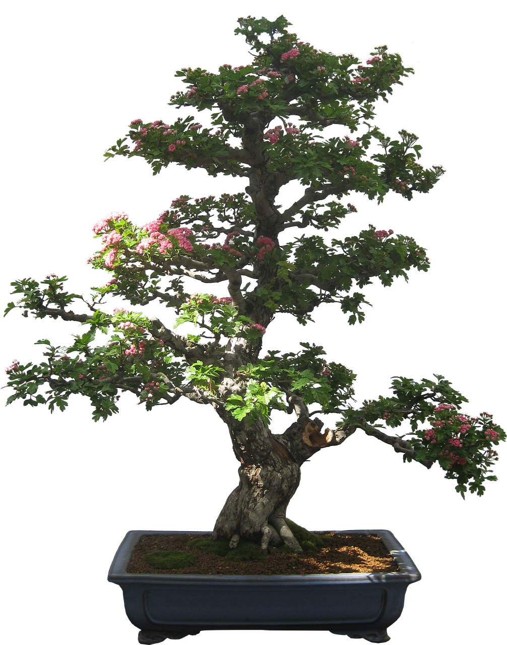 bonsai