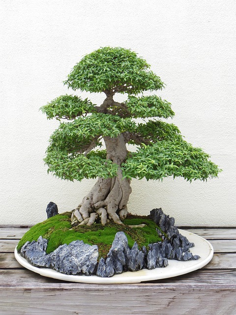 bonsai