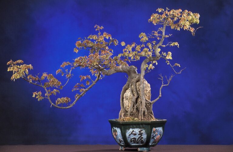 The Ultimate Guide to Bonsai Styles: Explore the Art of Miniaturizing Trees