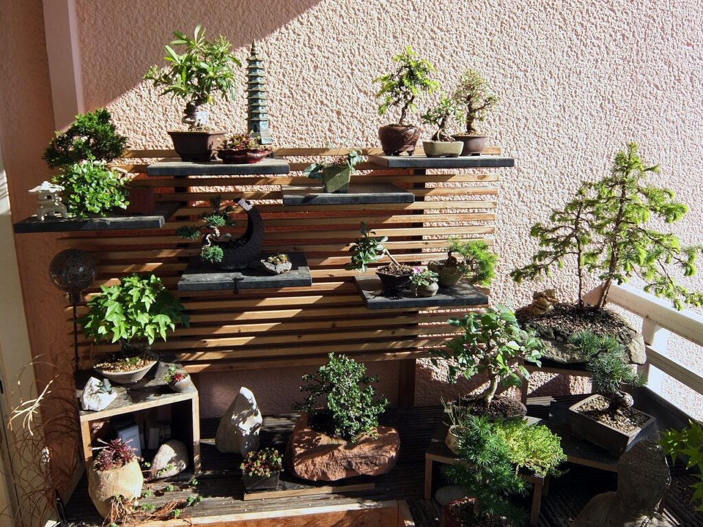 7 Incredible Benefits of Bonsai Plant at Home