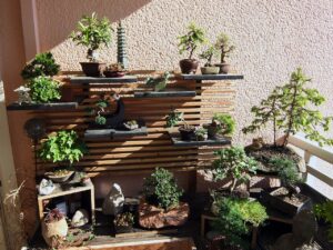 7 Incredible Benefits of Bonsai Plant at Home