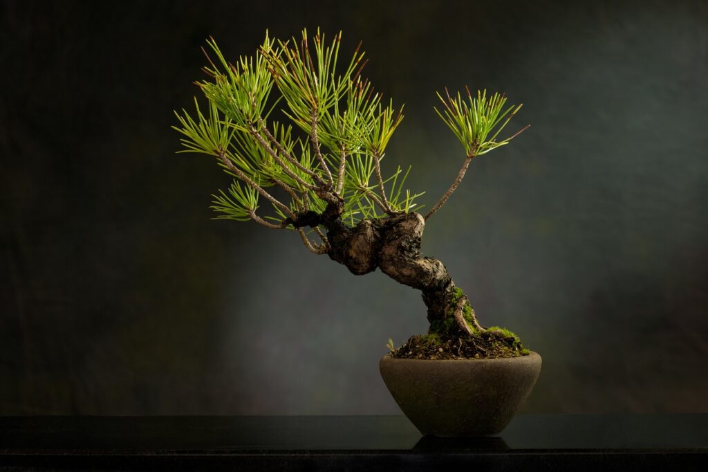 bonsai, plant, nature-6114251.jpg