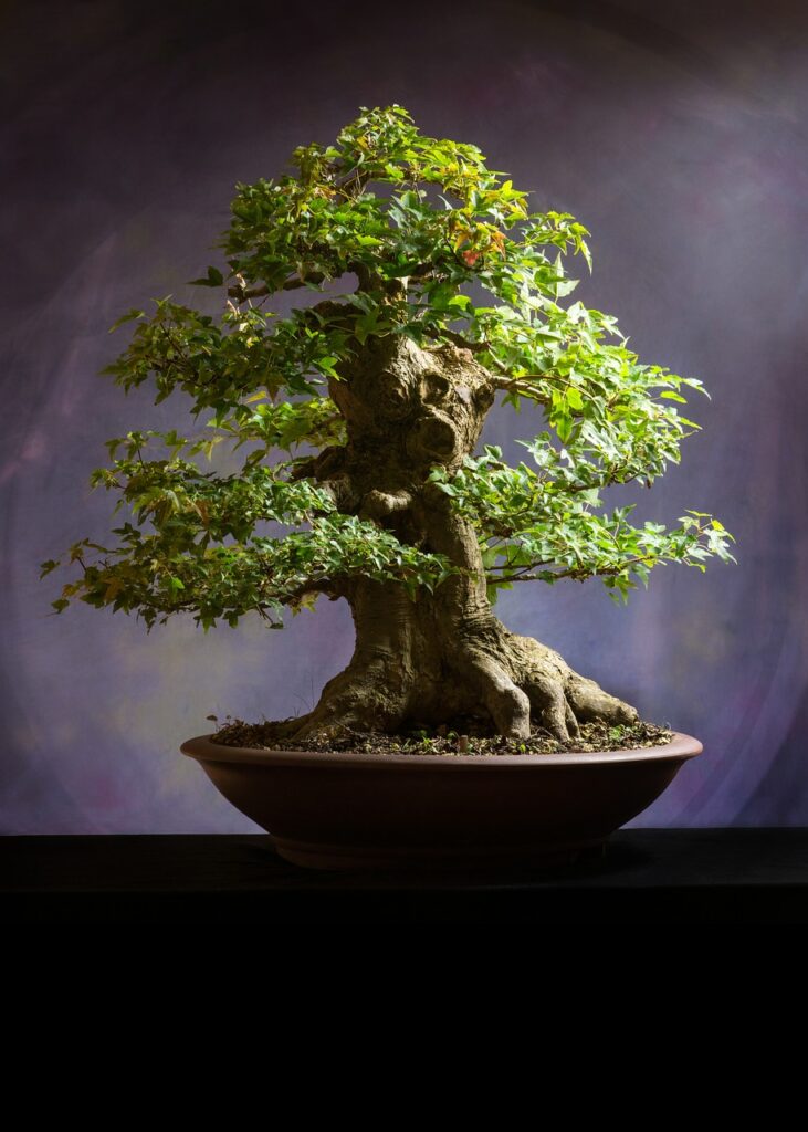 bonsai, plant, pot-6114254.jpg