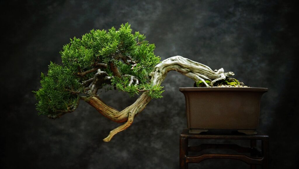 bonsai, tree, nature-7300528.jpg