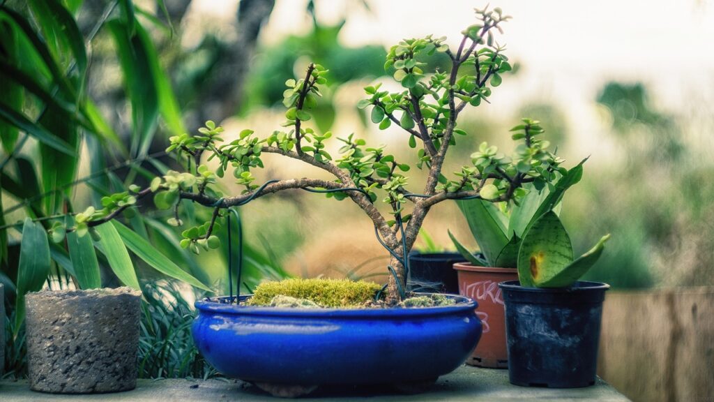 plant, bonsai, tree-1645812.jpg