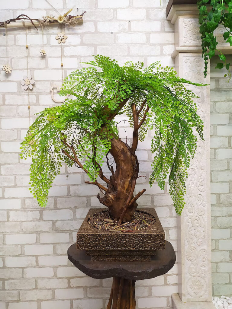 The Art of Caring for Weeping Willow Bonsai Trees (2023)