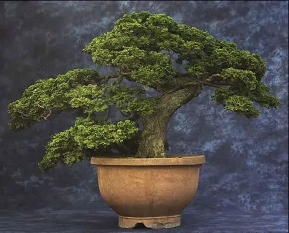 old cypress bonsai