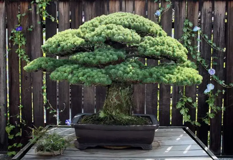 oldest bonsai