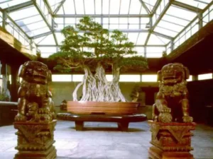 7 oldest bonsai trees in the world