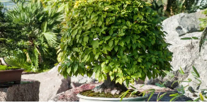 Hornbeam bonsai care guide