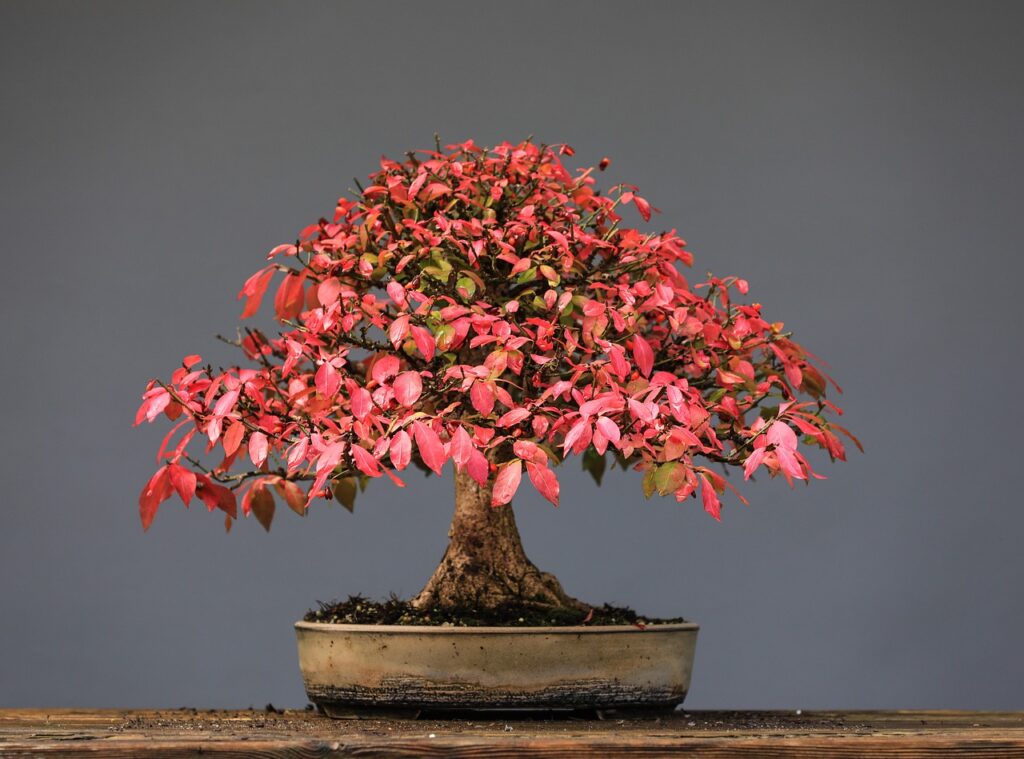 bonsai, leaves, wood-7489638.jpg