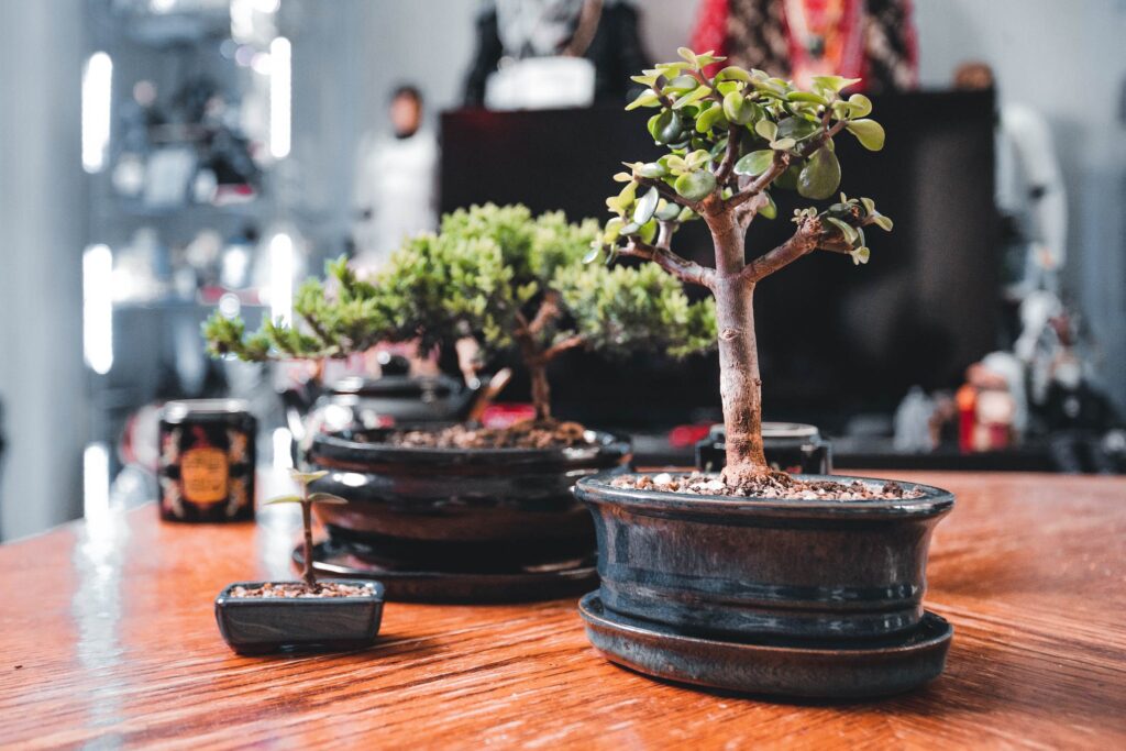 are bonsai trees expensive?