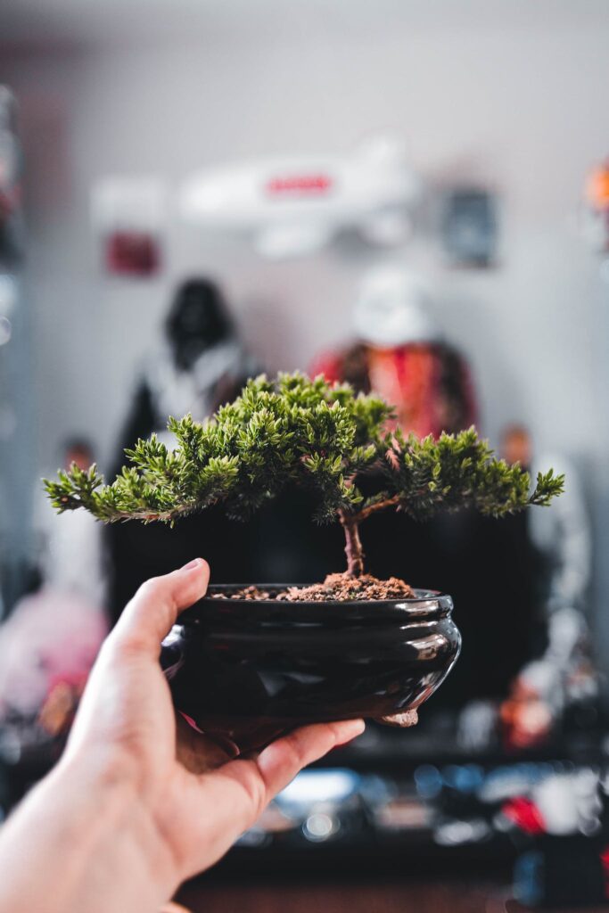 Does bonsai bring bad luck?