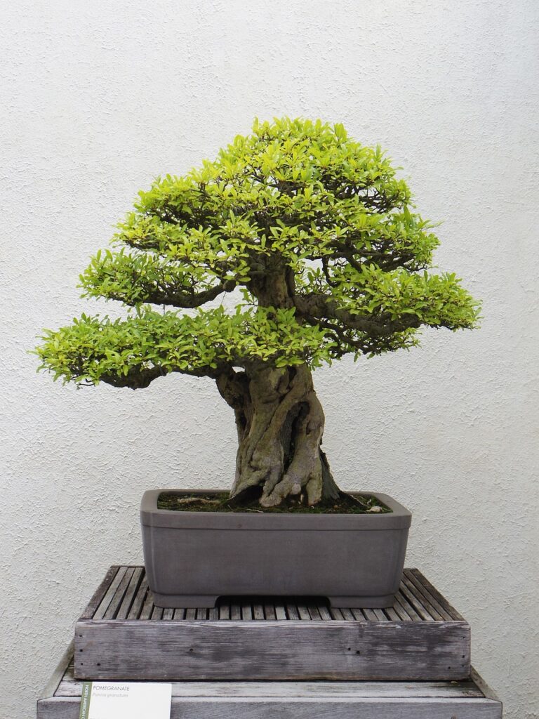 Are bonsai trees actually trees?