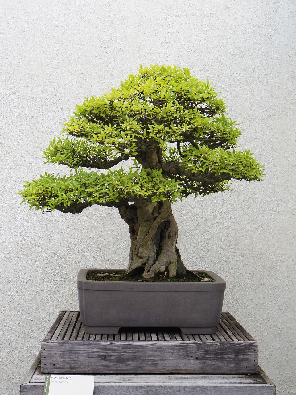 are bonsai trees actually trees?