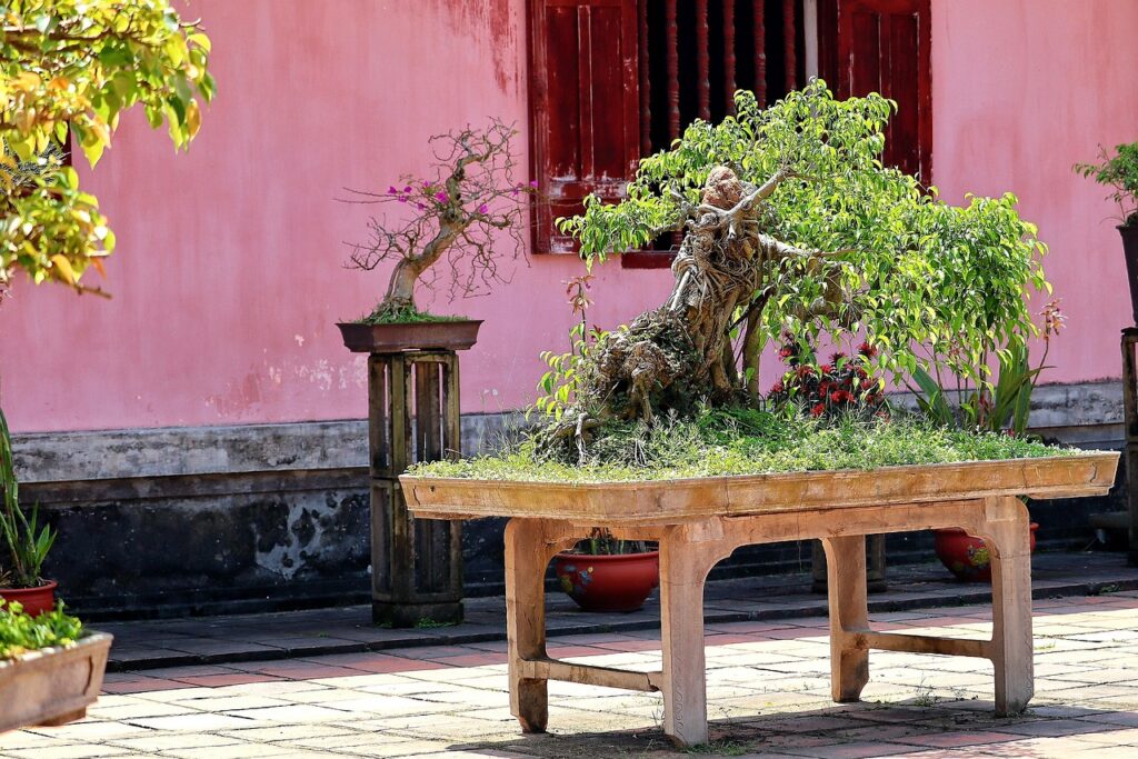 white stuff on bonsai trees