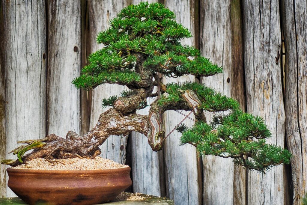 what are bonsai trees?