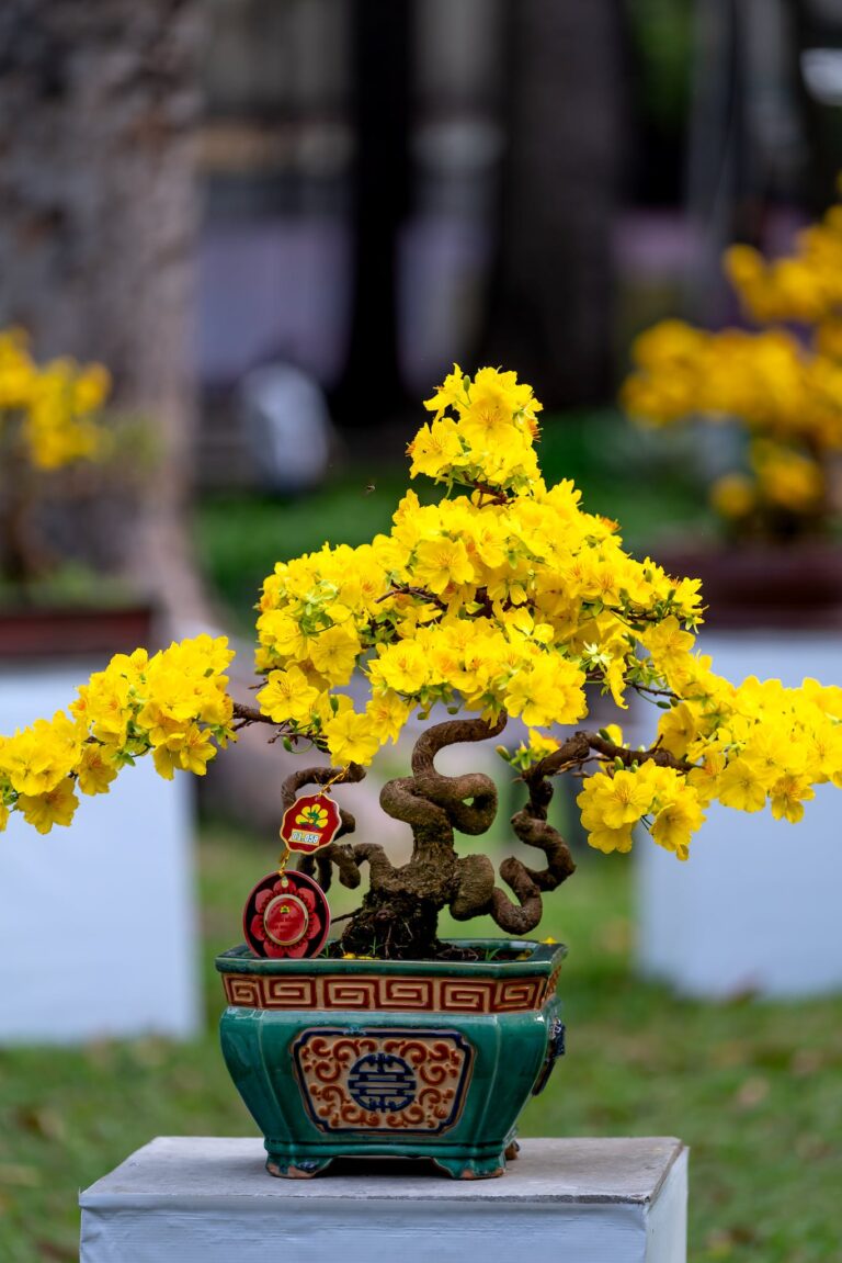 What kind of trees are bonsai trees?