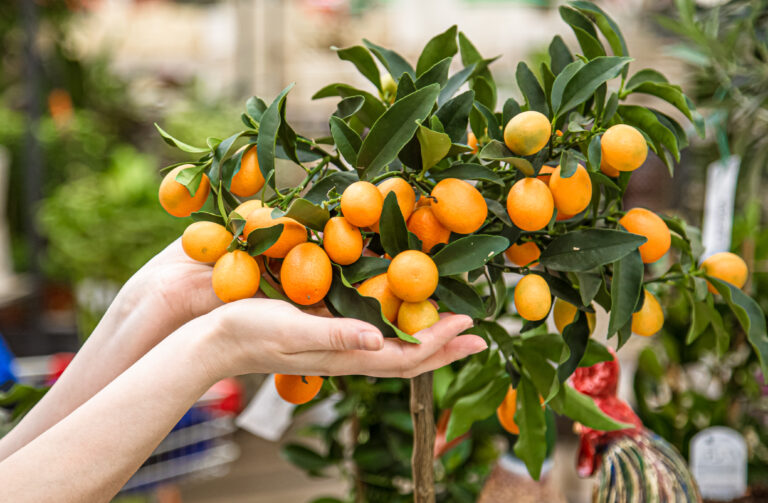 6-Fruit producing Bonsai Trees