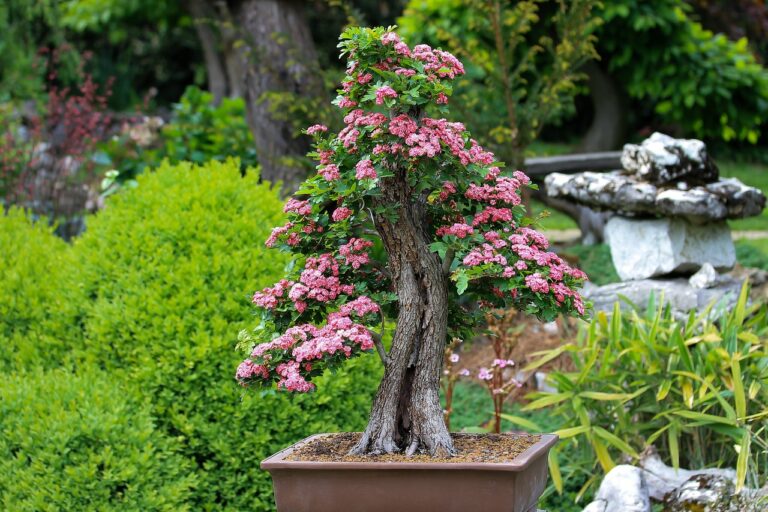 10 Fastest-Growing Bonsai Trees