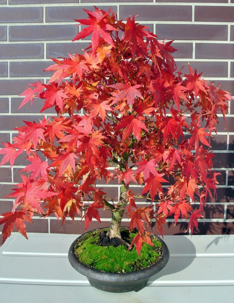 Japanese maple bonsai