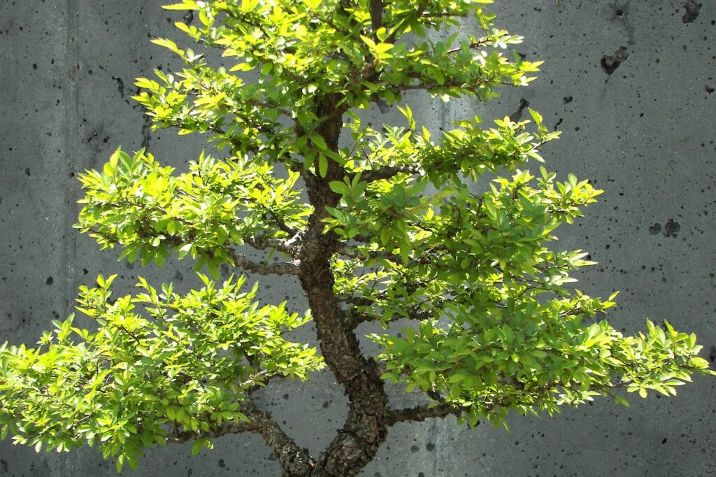 fastest-growing bonsai trees