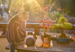 cat-friendly bonsai