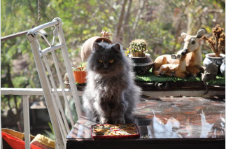 cat-friendly bonsai