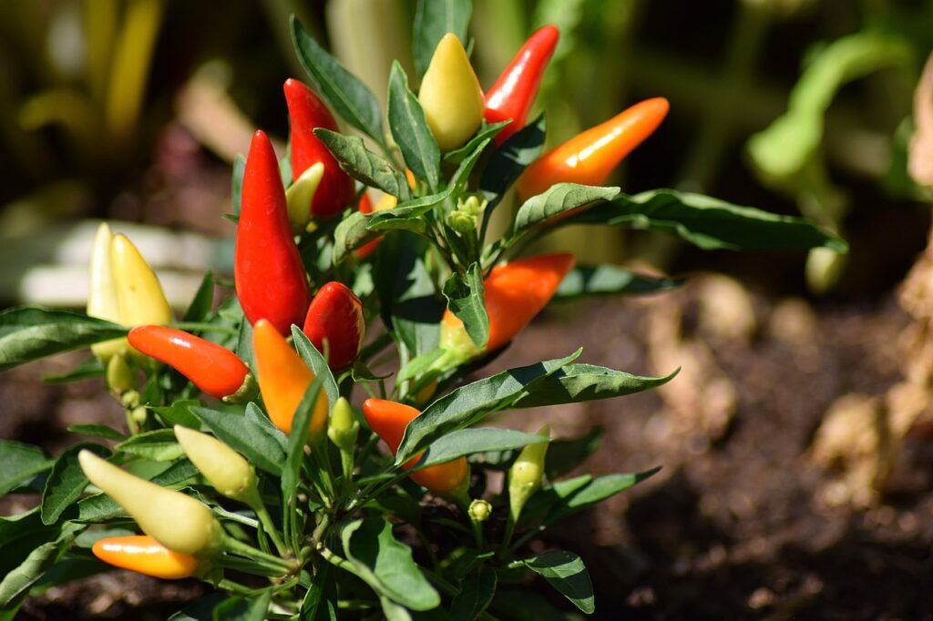 how to make a chili bonsai