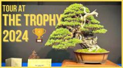 Trophy Bonsai Exhibition 2024