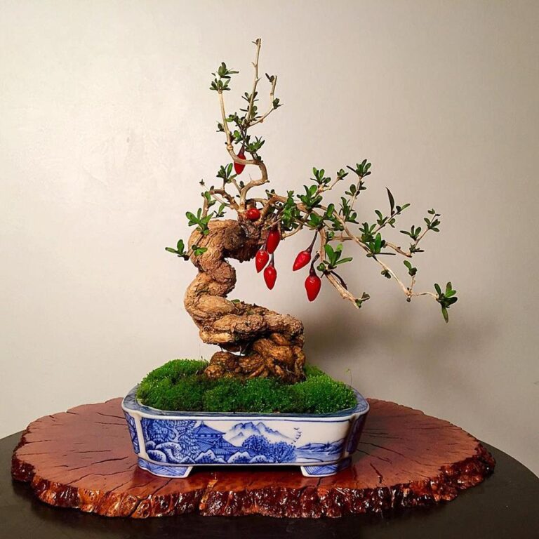 How to Make a Chili Bonsai: A Step-by-Step Guide