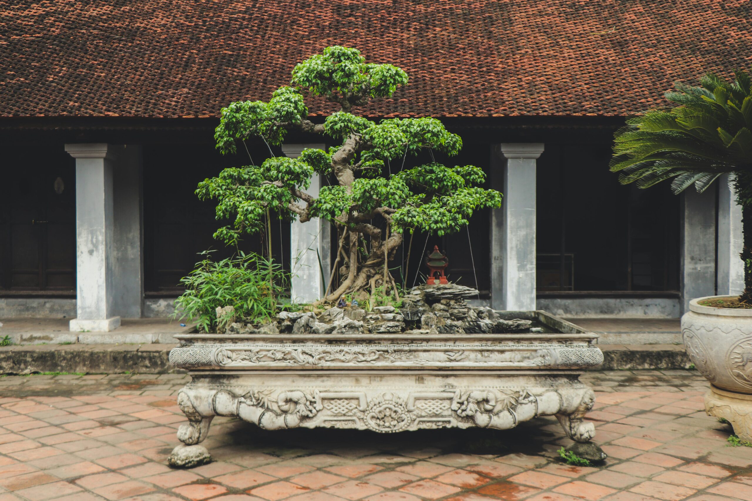 what is the maximum age of the bonsai tree