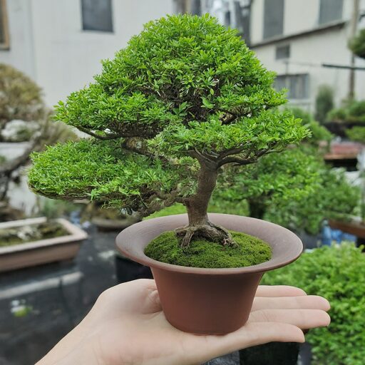 why do the japanese yell bonsai?