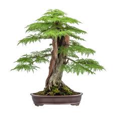 dawn redwood bonsai