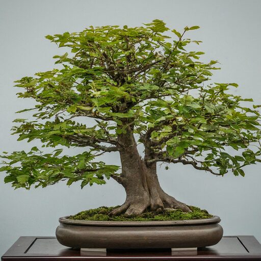 Why do the Japanese yell bonsai?