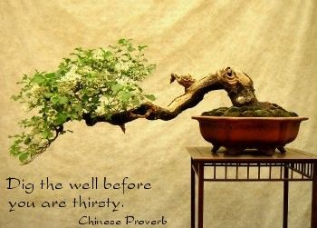 11 inspirational Bonsai quotes: Quotes to Inspire Your Miniature Oasis