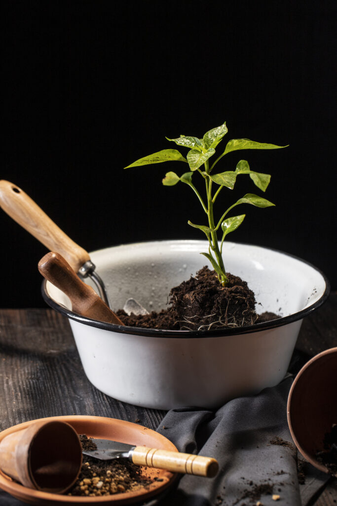 Sowing and Caring for Bonsai Seeds