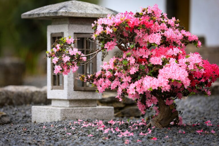 Bonsai Trees Turn Pink