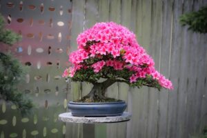 when bonsai trees turn pink?