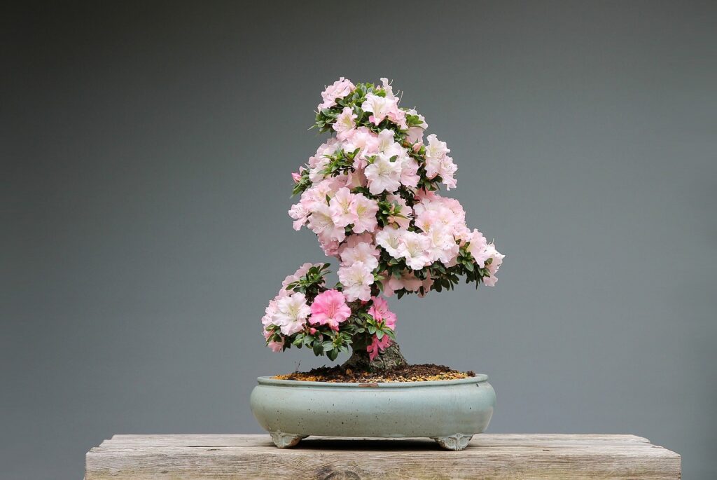 pink flower bonsai