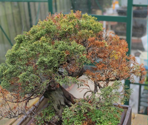 bonsai trees turn brown