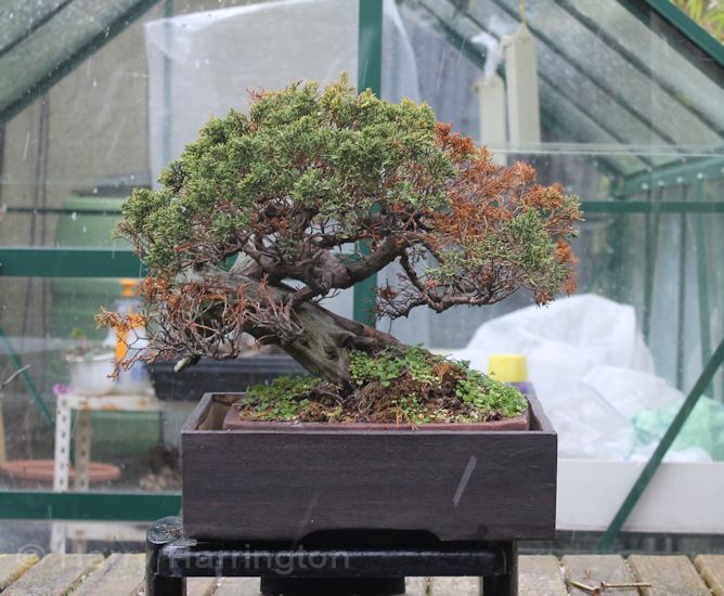 bonsai trees turn brown