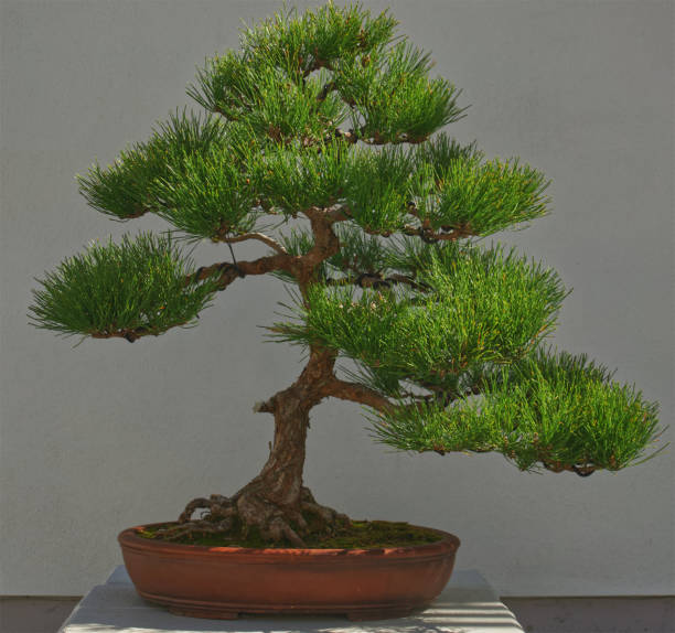 juniper bonsai tree