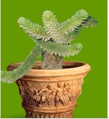 monkey puzzle tree bonsai