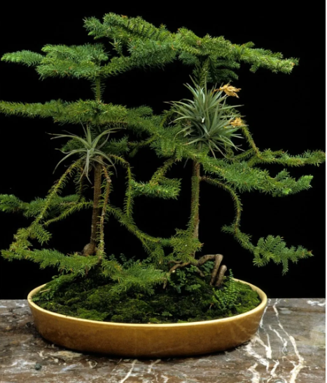 The Monkey Puzzle Tree Bonsai: A Unique Addition to Your Collection