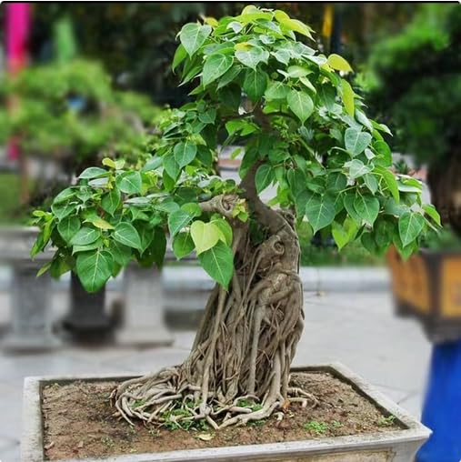 Ficus Religiosa Bonsai: A Comprehensive Guide to Growing and Caring for the Sacred Fig