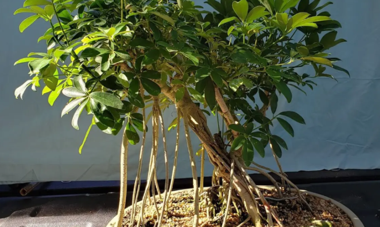 Australian Umbrella Tree Bonsai: A Complete Guide