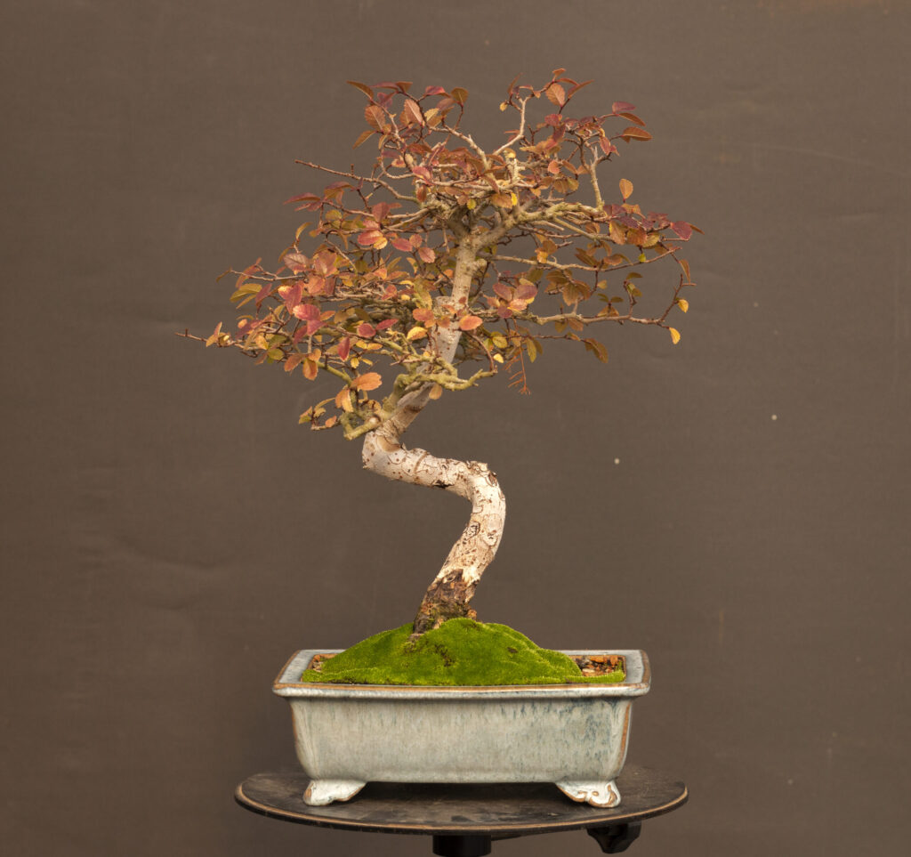 Chinese Elm bonsai tree displaying golden-yellow autumn leaves on finely ramified branches